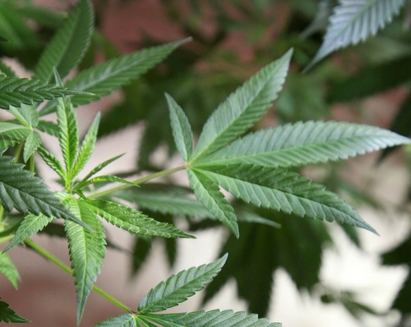 New Portage council will have impact on medical marijuana decision
