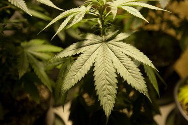 Petition Drive to Legalize Marijuana Moving Forward