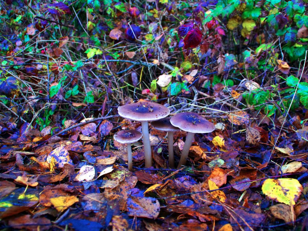 Psychedelic Plant Treats Alcoholism and Depression