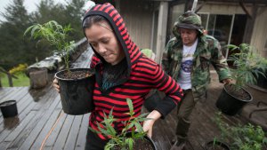 Some L.A. pot growers, manufacturers may get legal grace period ahead of licensing