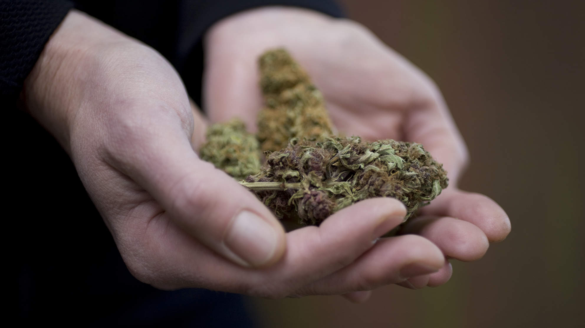 Close-up of hands holding marijuana strains