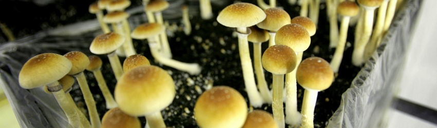 The California Psilocybin Legalization Initiative Looks to put Magic Mushrooms on the Ballot