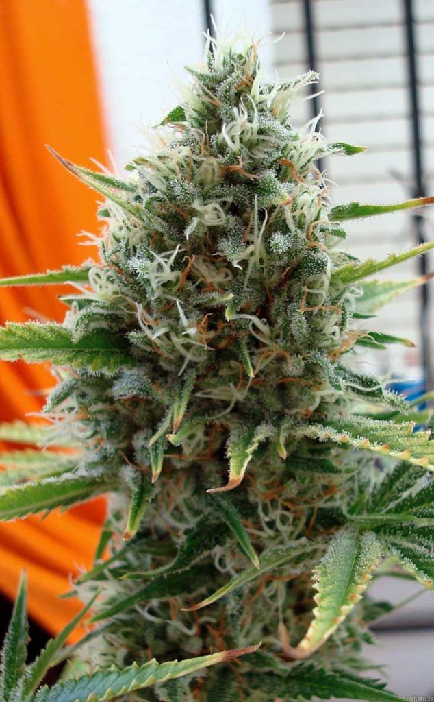 The Top 5 Marijuana Strains for Beginning Growers