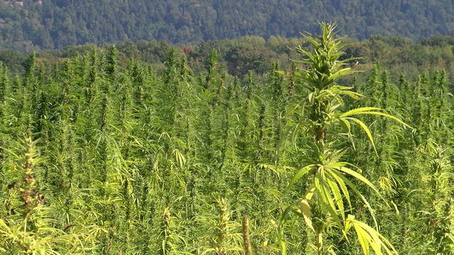 Vermont hemp farmers voice concerns as marijuana legalization looms
