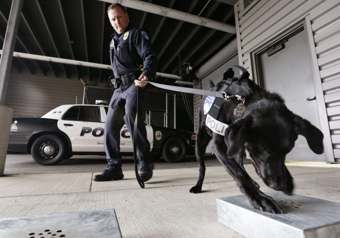 What do drug-sniffing police dogs do when pot is made legal