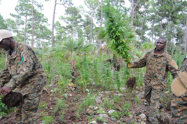 10,300 marijuana plants seized