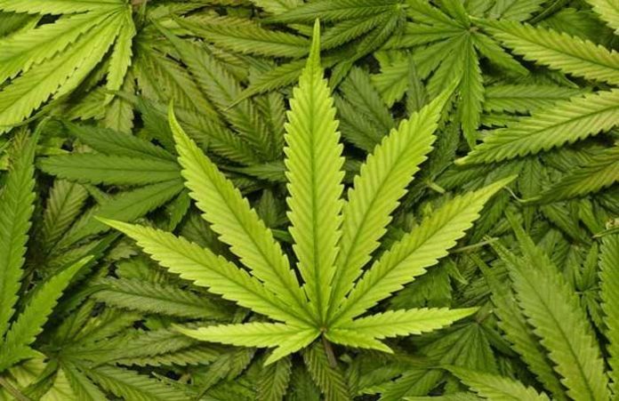 104 businesses seek 40 licenses to process medical marijuana in Ohio