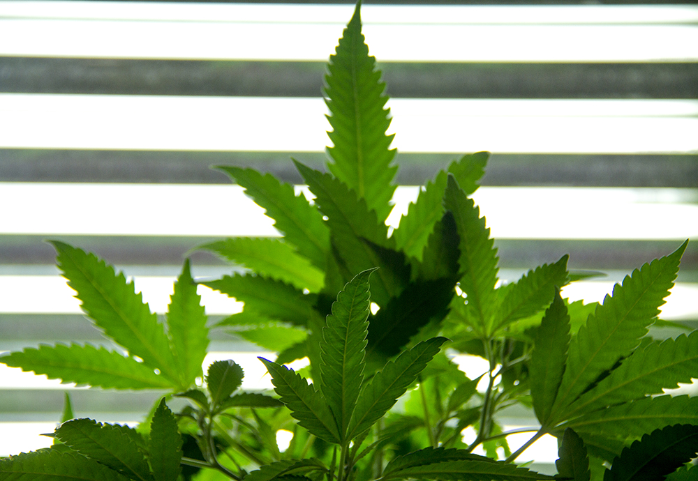 Bernardston Planning Board hears plans for marijuana grow facility
