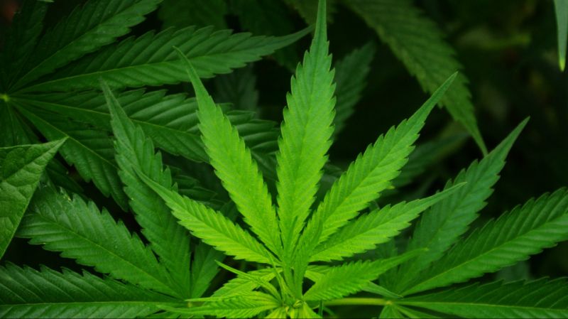 Better Marijuana stock for 2018 Canopy Growth Corp. or Aurora Cannabis Inc.