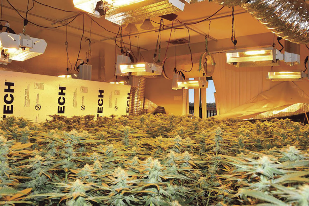 CCSO Busts Two Indoor Marijuana Grows