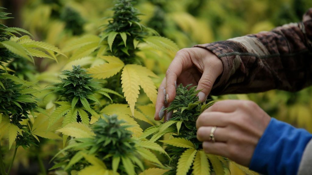 California's new pot rules violate the promise to small farmers