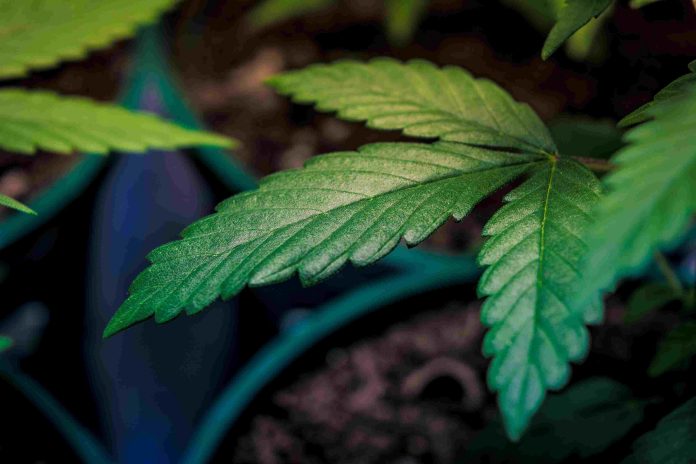 Canopy to build Denmark’s first medical marijuana production facility