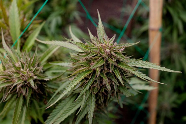 Comstock Township won't allow medical marijuana facilities