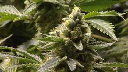 Could recreational marijuana soon be legal in Ohio