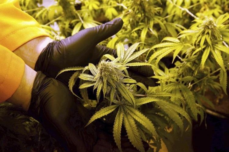DeBary approves medical marijuana dispensaries