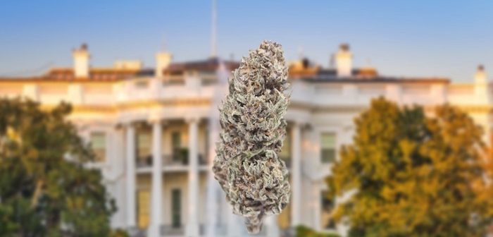 Dem Lawmaker to Sessions, a Crackdown on Marijuana is “S.T.U.P.I.D.”