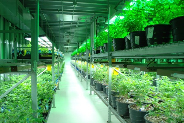 Fix Ohio's medical marijuana licensing program editorial
