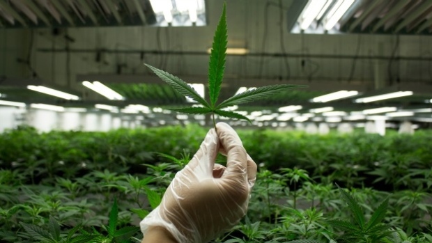 How should Canadian employers prepare for legal marijuana