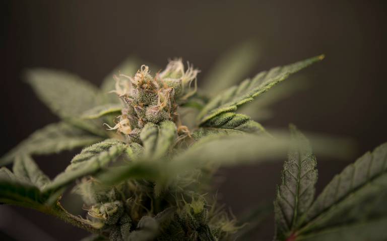 It’s still unclear if recreational marijuana will be sold in Sacramento on Jan. 1