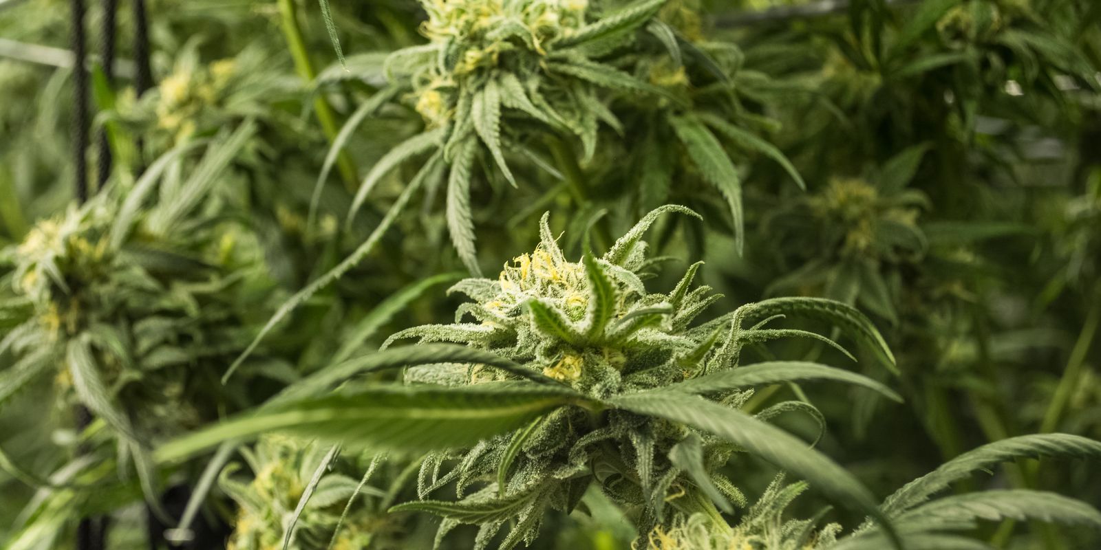 Jersey CPAs divided on legalizing marijuana