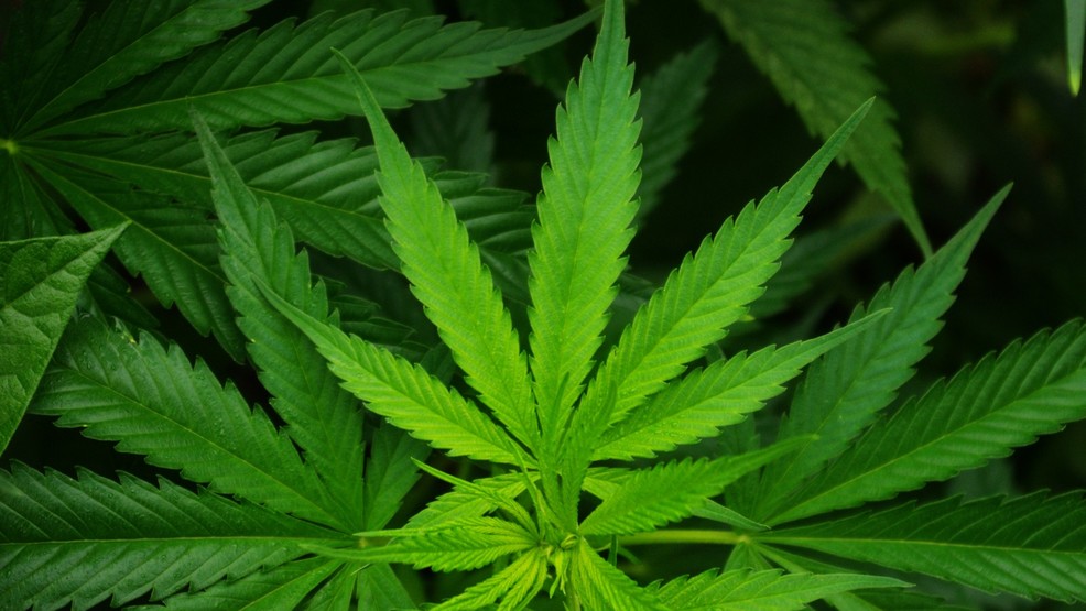Killer says marijuana use might have played role