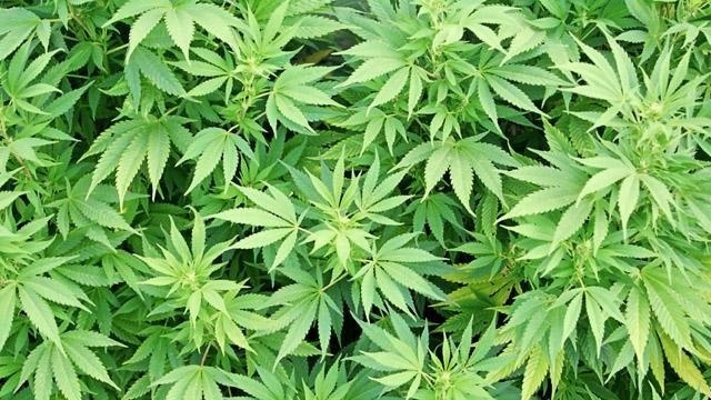 LR City Director Pushing to Make Marijuana Arrests Low Priority