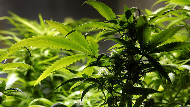 Legal recreational marijuana prompts cannabis-foodie movement in California