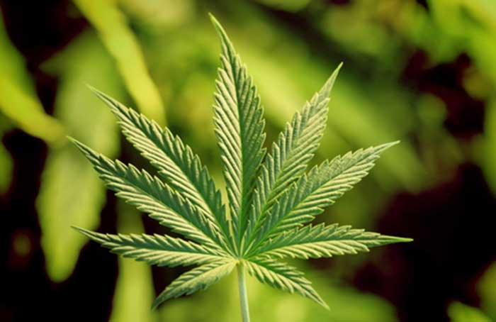 Marijuana dispensary in Charlton shouldn’t worsen traffic, proponent says