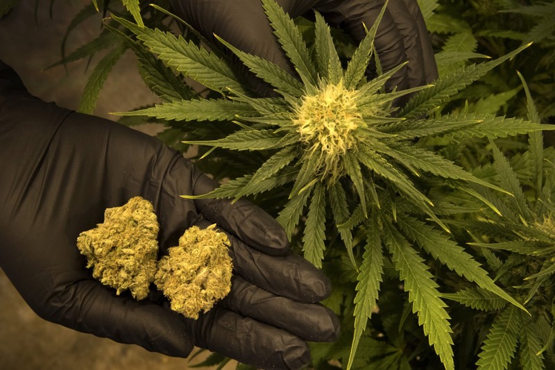 Marijuana firm under investigation