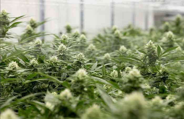 Michigan releases medical marijuana facility license application