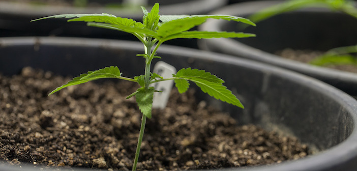 New Austrian Government Plans Ban for Cannabis Seeds and Clones