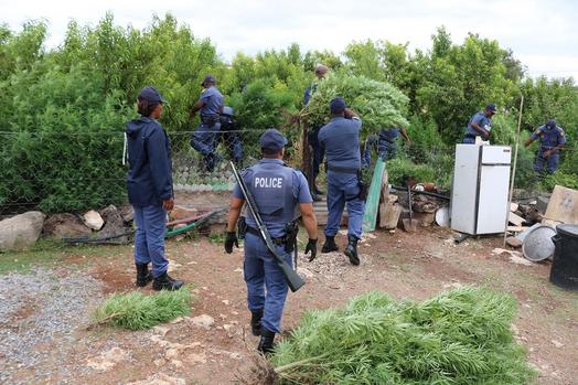 Northern Cape police uncover two marijuana plantations