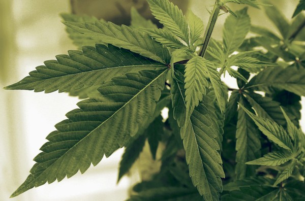 Ohio medical marijuana scoring consultant had ties to cultivation license winner