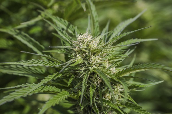 Oregon sees spike in teens poisoned by marijuana