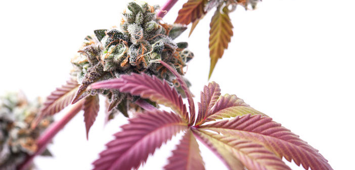 Paraguay Congress Legalizes Medical Cannabis Cultivation