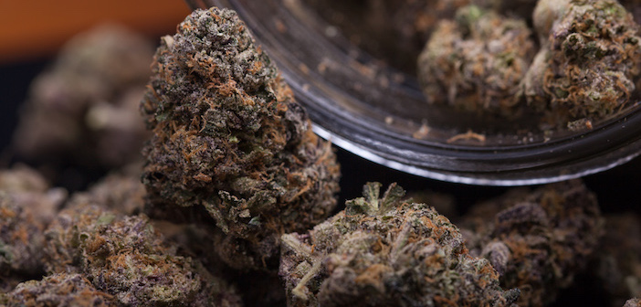 Quebec Wants 144 Metric Tons of Marijuana