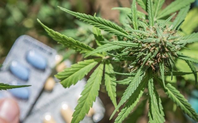 Queensland Bauxite’s subsidiary signs deal for cannabis-based pain relief pill