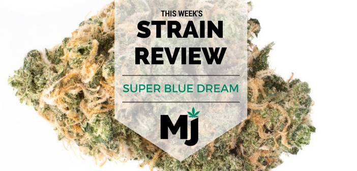 Super Blue Dream Marijuana Strain Review
