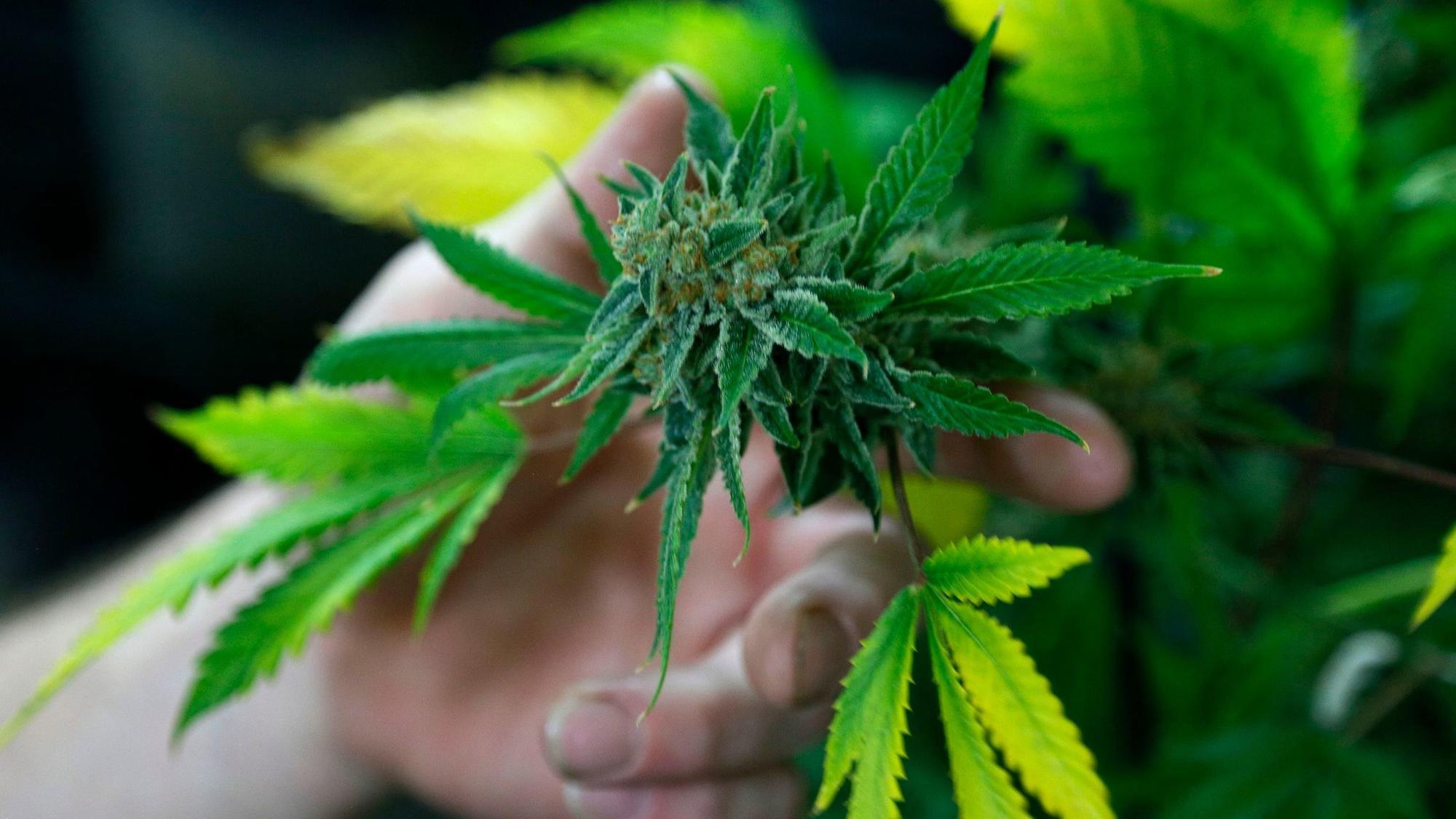The six places in Pennsylvania that have decriminalized possession of marijuana