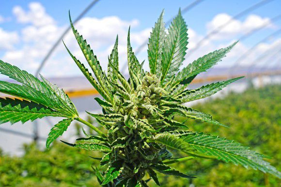 This Small-Cap Marijuana Stock Is Aiming to Produce 65,000 Kilograms of Cannabis a Year
