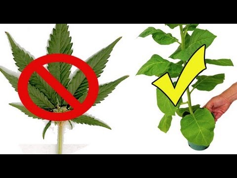 Where Marijuana is and isn't legal