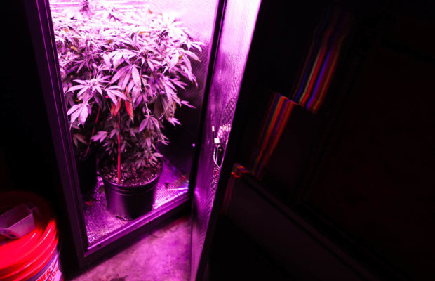 Will Washington ever legalize marijuana home grows