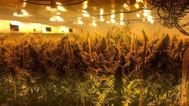 marijuana plants discovered in Charlotte Co. drug bust