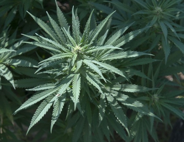 70 marijuana plants seized from Kalamazoo home