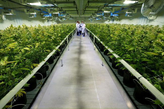 Aurora Cannabis massive hybrid greenhouse gets green light from Health Canada