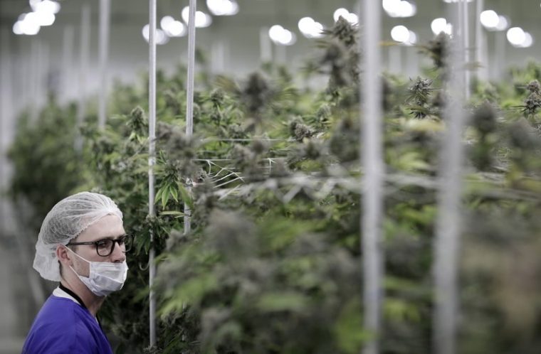 SYRIZA Pushing Medical Marijuana Legalization, Sees Big Pot of Cash