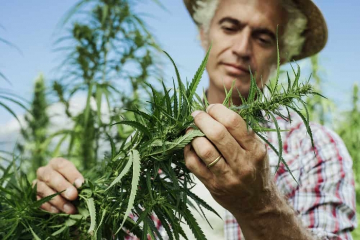 Arkansas will start licensing medical marijuana growers this week