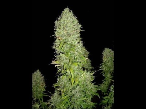 big weed
