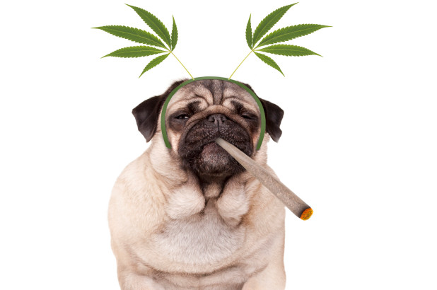 dogs marijuana