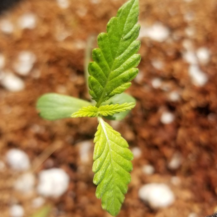 Marijuana plant baby